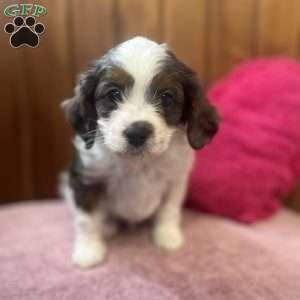 George, Cavapoo Puppy